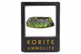 Iridescent Ammolite (Fossil Ammonite Shell) - Greens & Blues #336308-1